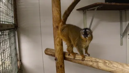 Une femelle lémurien est arrivée au Refuge de L'Arche